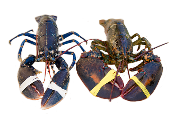 Bogavante, Centollo, Buey de Mar
